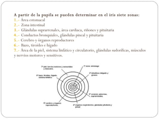 A partir de la pupila se pueden determinar en el iris siete zonas: 1.-   Área estomacal 2.-  Zona intestinal 3.-  Glándulas suprarrenales, área cardiaca, riñones y pituitaria 4.-  Conductos bronquiales, glándulas pineal y pituitaria 5.-   Cerebro y órganos reproductores 6.-  Bazo, tiroides e hígado 7.-   Área de la piel, sistema linfático y circulatorio, glándulas sudoríficas, músculos y nervios motores y sensitivos. 