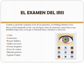 EL EXAMEN DEL IRIS Cuando se pretende examinar el iris de los pacientes, el iridólogo ilumina el iris. Una vez bien iluminado el iris, con una lupa o lente de aumento se procederá a una detallada inspección, en la que se buscarán datos, mientras se observan: Color Contextura Rosario linfático Anillos nerviosos Corona simpática Cerco de costras Manchas psóricas Lagunas Criptas 