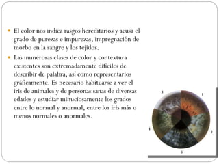 El color nos indica rasgos hereditarios y acusa el grado de purezas e impurezas, impregnación de morbo en la sangre y los tejidos.  Las numerosas clases de color y contextura existentes son extremadamente difíciles de describir de palabra, así como representarlos gráficamente. Es necesario habituarse a ver el iris de animales y de personas sanas de diversas edades y estudiar minuciosamente los grados entre lo normal y anormal, entre los iris más o menos normales o anormales. 
