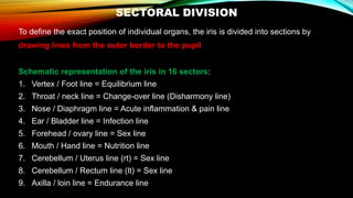 SECTORAL DIVISION
To define the exact position of individual organs, the iris is divided into sections by
drawing lines from the outer border to the pupil
Schematic representation of the iris in 16 sectors:
1. Vertex / Foot line = Equilibrium line
2. Throat / neck line = Change-over line (Disharmony line)
3. Nose / Diaphragm line = Acute inflammation & pain line
4. Ear / Bladder line = Infection line
5. Forehead / ovary line = Sex line
6. Mouth / Hand line = Nutrition line
7. Cerebellum / Uterus line (rt) = Sex line
8. Cerebellum / Rectum line (lt) = Sex line
9. Axilla / loin line = Endurance line
 