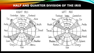 HALF AND QUARTER DIVISION OF THE IRIS
 