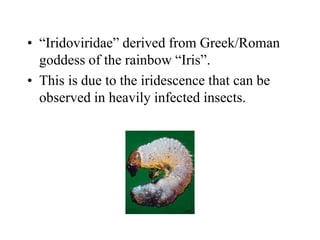 Iridoviridae.ppt