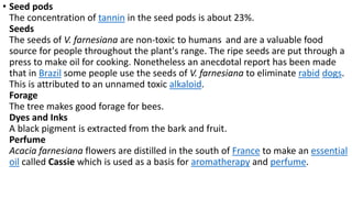 • Seed pods 
The concentration of tannin in the seed pods is about 23%. 
Seeds 
The seeds of V. farnesiana are non-toxic to humans and are a valuable food 
source for people throughout the plant's range. The ripe seeds are put through a 
press to make oil for cooking. Nonetheless an anecdotal report has been made 
that in Brazil some people use the seeds of V. farnesiana to eliminate rabid dogs. 
This is attributed to an unnamed toxic alkaloid. 
Forage 
The tree makes good forage for bees. 
Dyes and Inks 
A black pigment is extracted from the bark and fruit. 
Perfume 
Acacia farnesiana flowers are distilled in the south of France to make an essential 
oil called Cassie which is used as a basis for aromatherapy and perfume. 
 