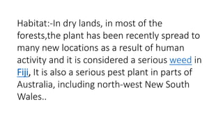 Habitat:-In dry lands, in most of the 
forests,the plant has been recently spread to 
many new locations as a result of human 
activity and it is considered a serious weed in 
Fiji, It is also a serious pest plant in parts of 
Australia, including north-west New South 
Wales.. 
 