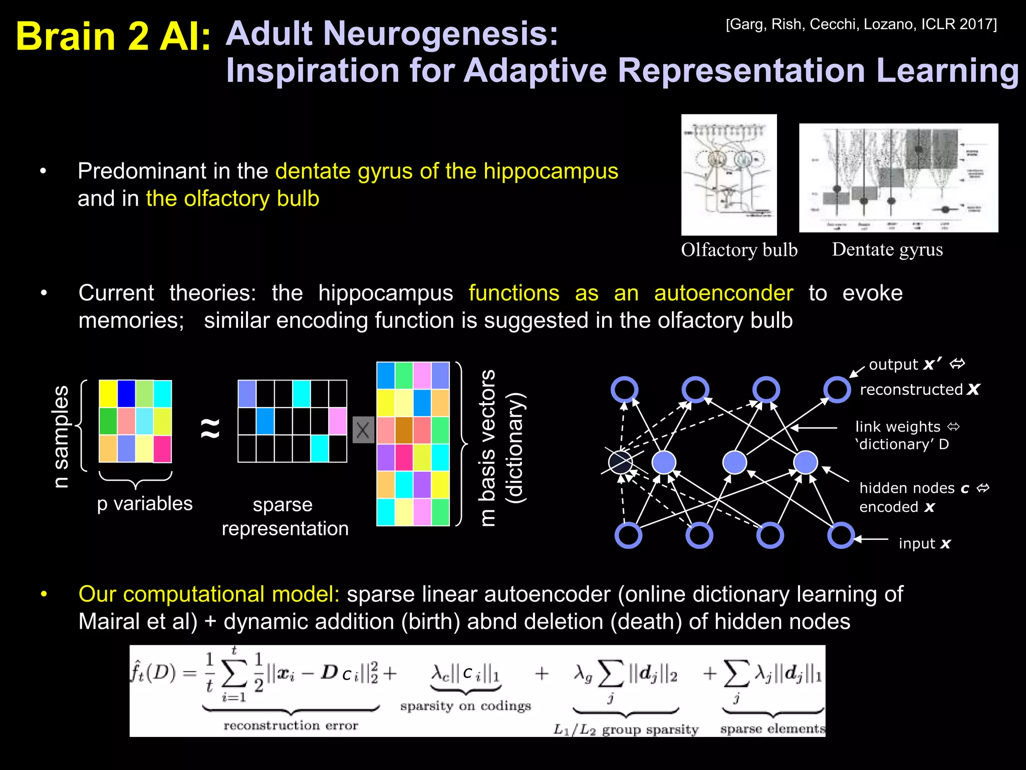 • Current theories: the hippocampus functions as an autoenconder to evoke
memories; similar encoding function is suggested in the olfactory bulb
• Our computational model: sparse linear autoencoder (online dictionary learning of
Mairal et al) + dynamic addition (birth) abnd deletion (death) of hidden nodes
Adult Neurogenesis:
Inspiration for Adaptive Representation Learning
• Predominant in the dentate gyrus of the hippocampus
and in the olfactory bulb
Olfactory bulb Dentate gyrus
[Garg, Rish, Cecchi, Lozano, ICLR 2017]
nsamples
p variables
~~
mbasisvectors
(dictionary)sparse
representation
input x
output x’ 
reconstructed x
hidden nodes c 
encoded x
link weights 
‘dictionary’ D
c c
Brain 2 AI:
 