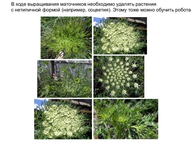 Распознаватель Растений По Фото Онлайн