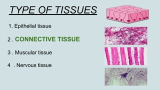 CONNECTIVE TISSUE | PDF