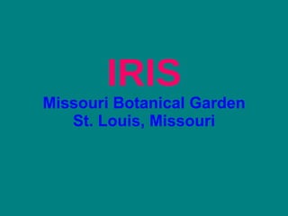IRIS
Missouri Botanical Garden
   St. Louis, Missouri
 