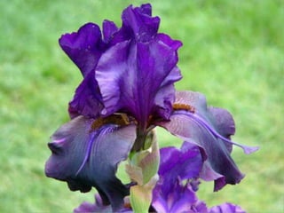 IRIS  - Maravillosas Flores