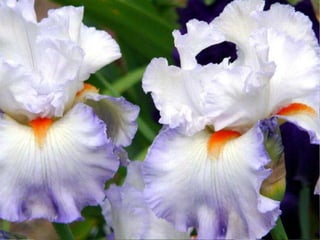 IRIS  - Maravillosas Flores
