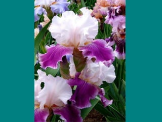 IRIS  - Maravillosas Flores