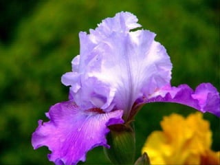 IRIS  - Maravillosas Flores