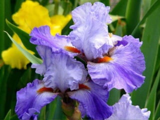 IRIS  - Maravillosas Flores