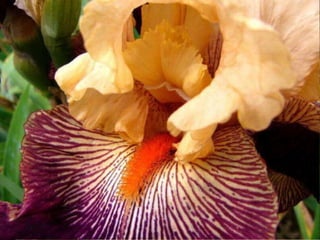 IRIS  - Maravillosas Flores