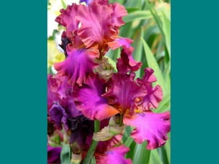 IRIS  - Maravillosas Flores