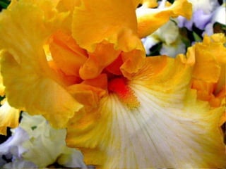 IRIS  - Maravillosas Flores