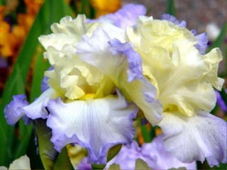 IRIS  - Maravillosas Flores