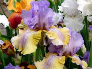 IRIS  - Maravillosas Flores