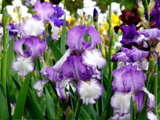IRIS  - Maravillosas Flores