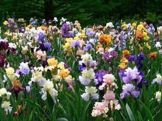 IRIS  - Maravillosas Flores