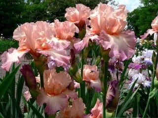 IRIS  - Maravillosas Flores