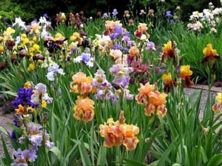 IRIS  - Maravillosas Flores