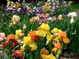 IRIS  - Maravillosas Flores