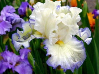 IRIS  - Maravillosas Flores