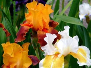 IRIS  - Maravillosas Flores