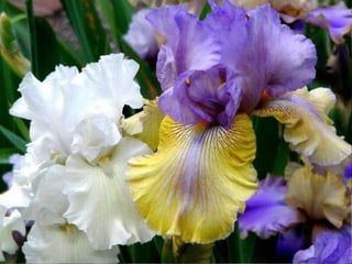 IRIS  - Maravillosas Flores