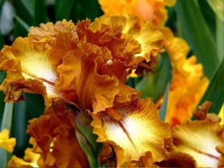 IRIS  - Maravillosas Flores