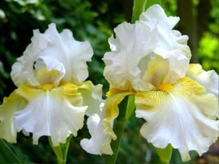 IRIS  - Maravillosas Flores
