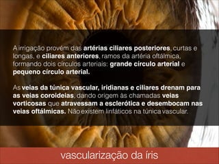 vascularização da íris
A irrigação provém das artérias ciliares posteriores, curtas e
longas, e ciliares anteriores, ramos da artéria oftálmica,
formando dois círculos arteriais: grande círculo arterial e
pequeno círculo arterial.!
!
As veias da túnica vascular, iridianas e ciliares drenam para
as veias coroideias, dando origem às chamadas veias
vorticosas que atravessam a esclerótica e desembocam nas
veias oftálmicas. Não existem linfáticos na túnica vascular.
 
