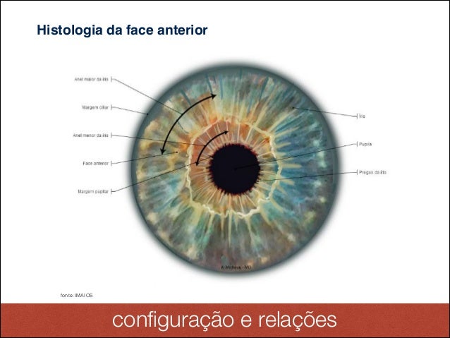 Anatomia Do Olho Da Iris