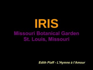 IRIS   Missouri Botanical Garden  St. Louis, Missouri Edith Piaff - L’Hymne à l’Amour 