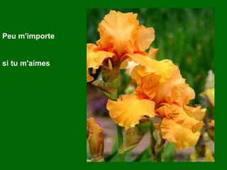 Peu m'importe si tu m'aimes 