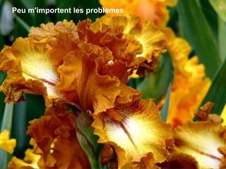 Peu m'importent les problèmes 