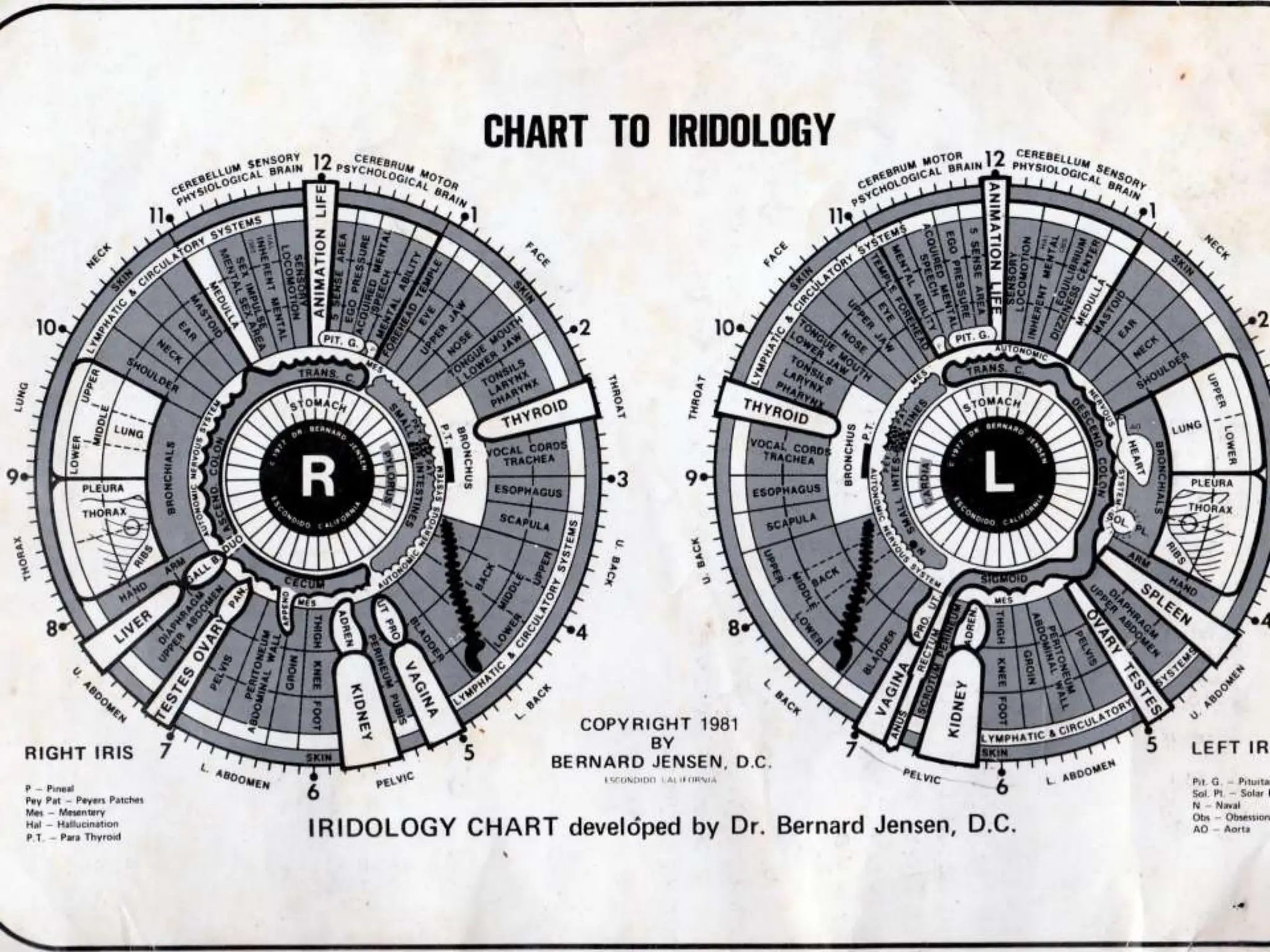 IRIS CHART.pptx iris chart of eyes in human | PPTX