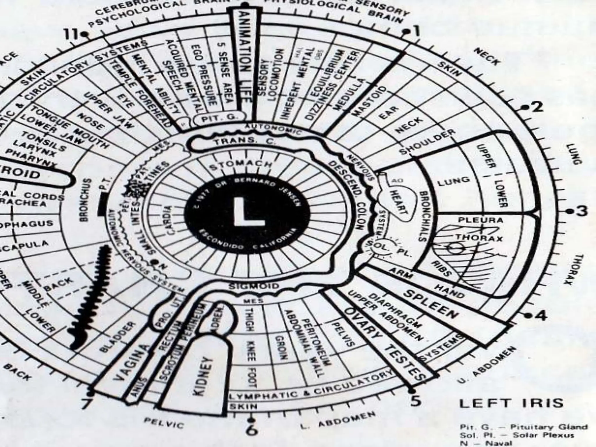 IRIS CHART.pptx iris chart of eyes in human | PPTX