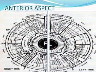 IRIS CHART.pptx iris chart of eyes in human | PPTX
