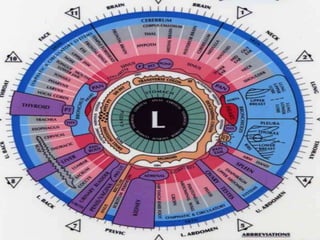 IRIS CHART.pptx iris chart of eyes in human | PPTX