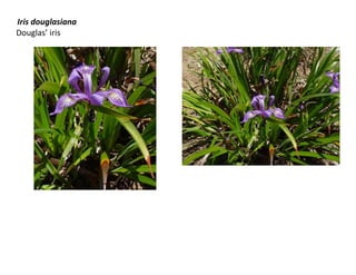 Iris douglasiana
Douglas’ iris

 