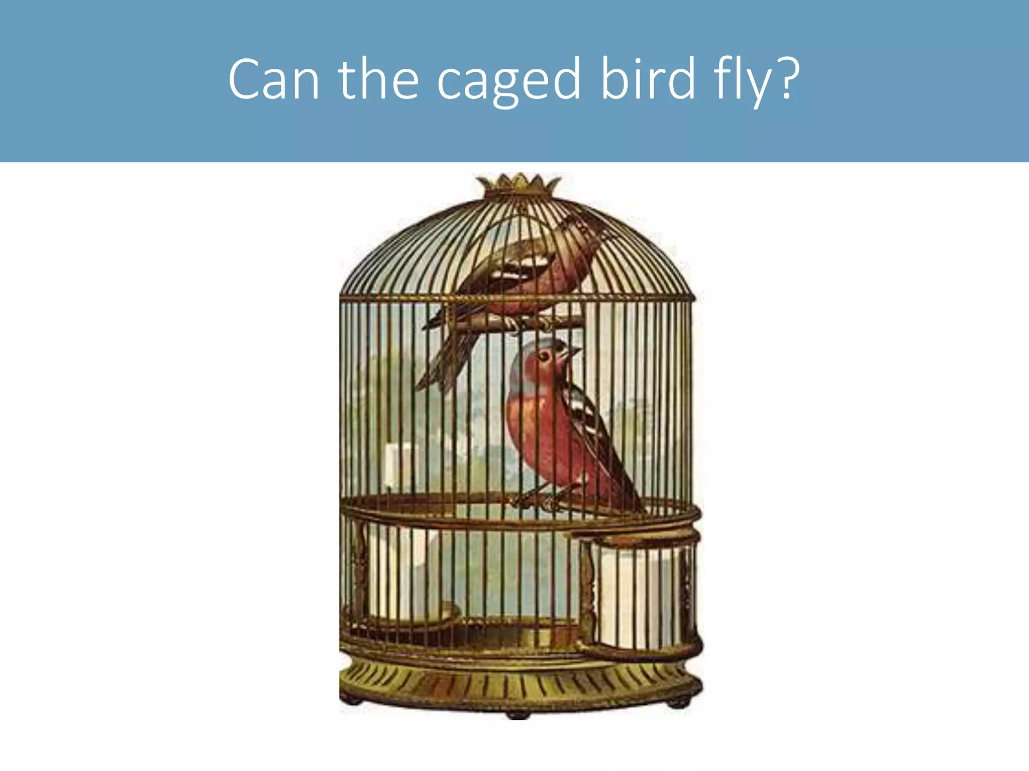 Can the caged bird fly?
 