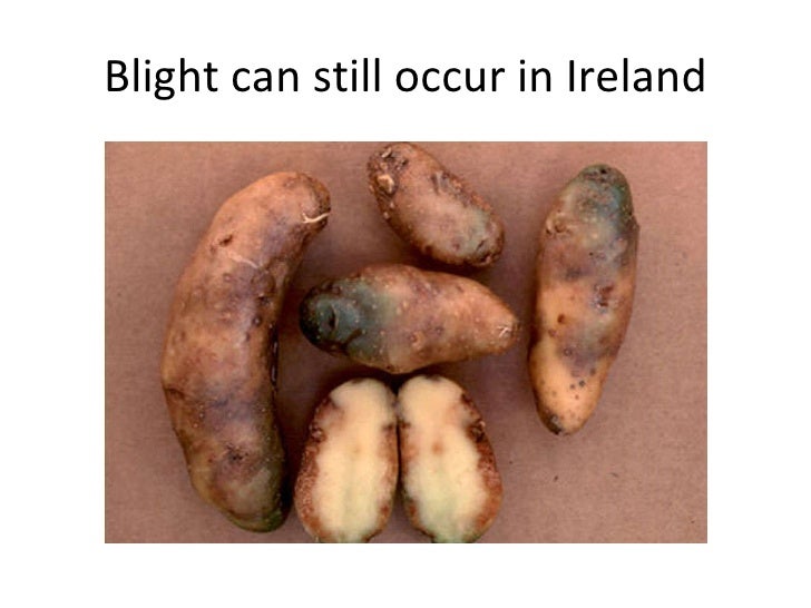 irish potato famine causes and consequences Explore the causes and consequences of the “great famine,” a period of devastating hunger and disease in 1840s ireland, in this video excerpt from the 2018 series victoria, season 2 | masterpiece as queen victoria learns about the suffering of the irish due to the potato blight, she is. irish potato famine causes and consequences Explore the causes and consequences of the “great famine,” a period of devastating hunger and disease in 1840s ireland, in this video excerpt from the 2018 series victoria, season 2 | masterpiece as queen victoria learns about the suffering of the irish due to the potato blight, she is.