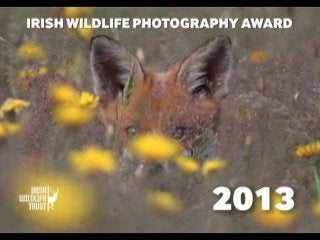 Irish Wildlife Photographer of the Year -  IWT Calendar 2013