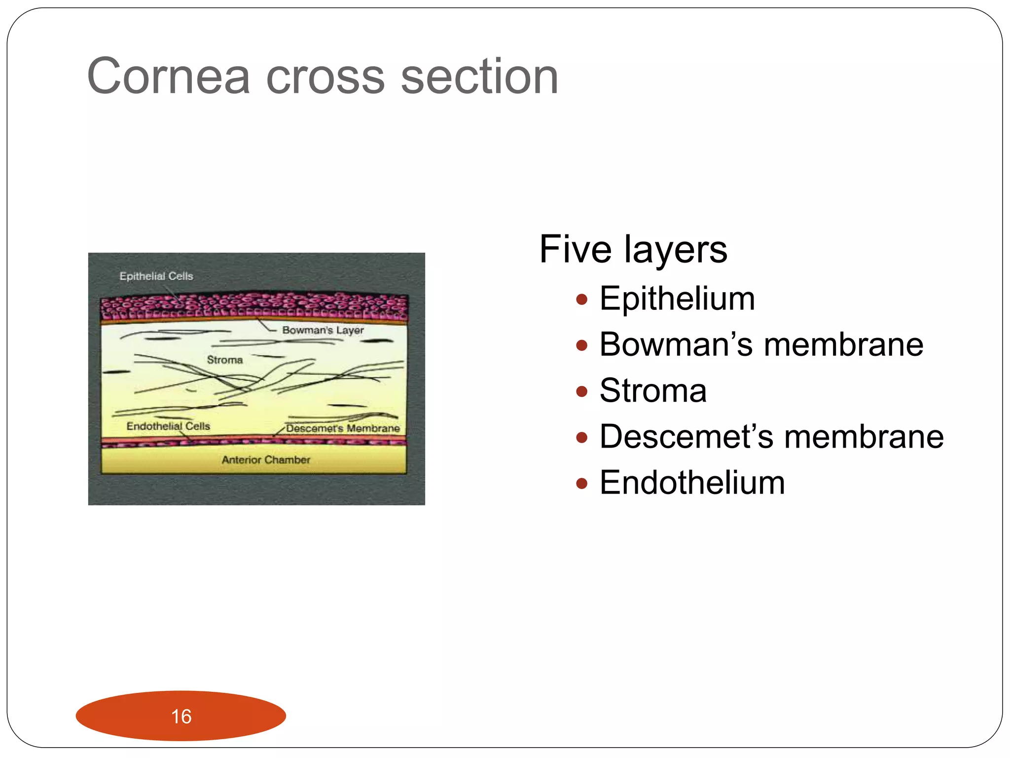 Cornea cross section
Five layers
 Epithelium
 Bowman’s membrane
 Stroma
 Descemet’s membrane
 Endothelium
16
 