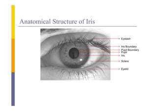 Anatomical Structure of Iris

                               Eyelash

                               Iris Boundary
                               Pupil Boundary
                               Pupil
                               Iris

                               Sclera

                               E lid
                               Eyelid
 