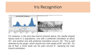 Iris Recognition
For instance, in the pine tree branch pictured above, the needle shaped
leaves exist in 2 populations, on...