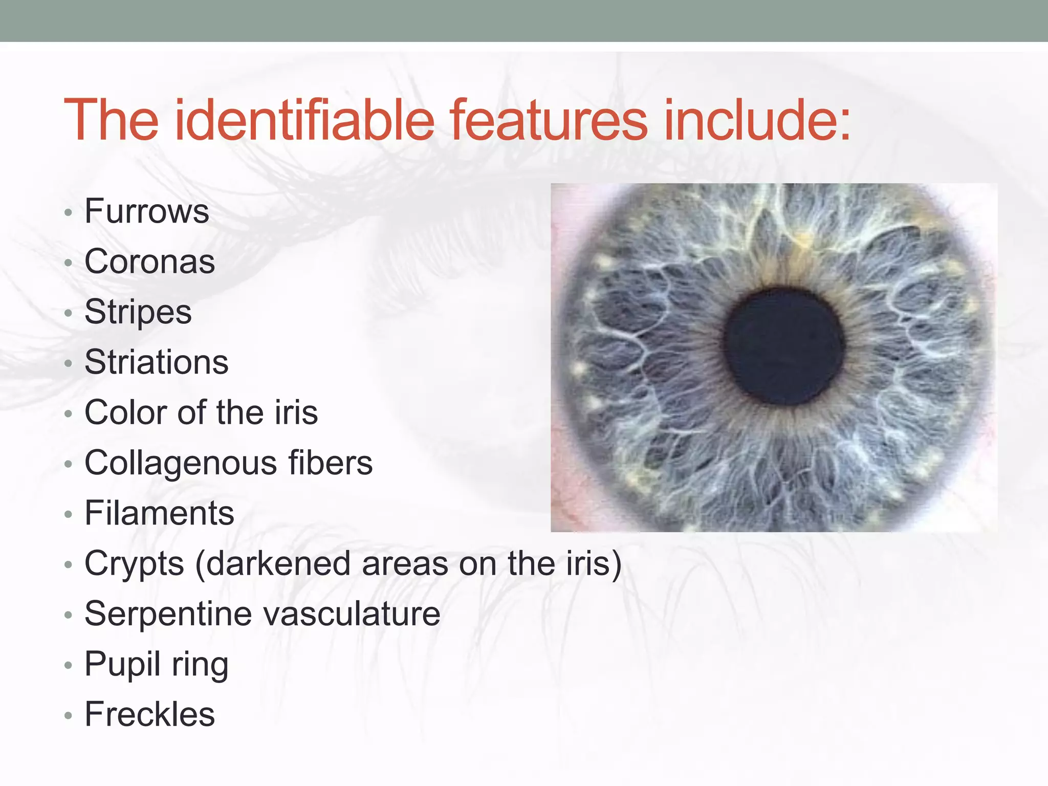 The identifiable features include:
• Furrows
• Coronas
• Stripes
• Striations
• Color of the iris
• Collagenous fibers
• Filaments
• Crypts (darkened areas on the iris)
• Serpentine vasculature
• Pupil ring
• Freckles
 