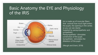 Basic Anatomy the EYE and Physiology
of the IRIS
Iris is made up of muscular fibers
that controls how much light enters
the pupils, the opening in the center,
so you can see clearly.
Supplied by parasympathetic and
sympathetic.
Parasympathetic- stimulates
constriction of the pupil.
Sympathetic- stimulates the
dilatation of the pupil.
(Waugh and Grant, 2018)
 
